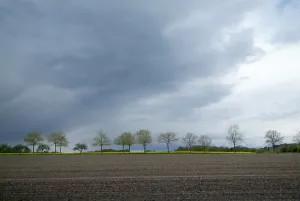 Nature Scenery Prints: Tree-lines up