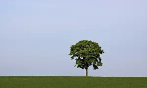 Daytime Meadow Scene Prints: Tree on meadow