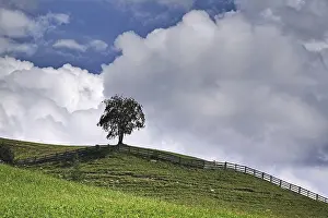 Uninhabited Grass Field Prints: A tree in a meadow