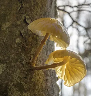 Parasitic Fungi Europe Prints: Tree mushroom against the light
