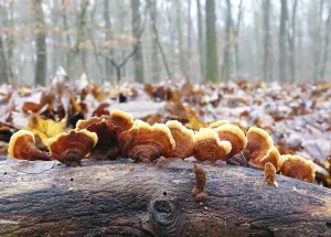 Bracket Fungus Images Prints: Tree mushrooms