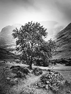 Deserted Valley In Scotland Prints: Tree and old wall in Black and White