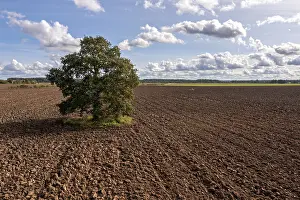 Prints of Tree in a ploughed field with clouds in the background, Tērvete, Latvia Tree in a ploughed field with clouds in the background, T?rvete, Latvia Related Prints: Tree in a ploughed field with clouds, Print