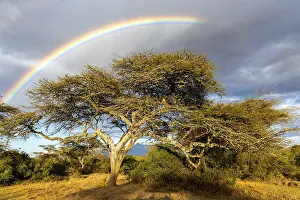 Gloomy Stormy Atmosphere Prints: Tree under rainbow, clouds, thunderstorm atmosphere