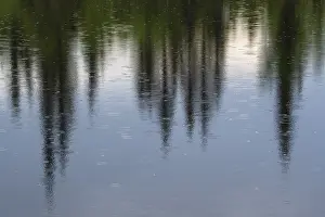 Lapland Forest Lake Prints: Tree reflection in rain in a forest lake