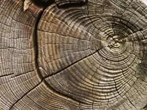 Northern Germany Nature Reserve Prints: Tree rings