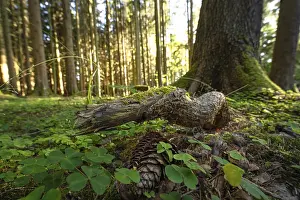 Black Forest Germany Landscape Prints: Tree root in the evening light