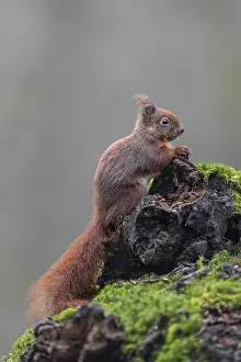 Eurasian Red Squirrel Prints: A tree root serves as an observation point for the squirrel (Sciurus vulgaris)