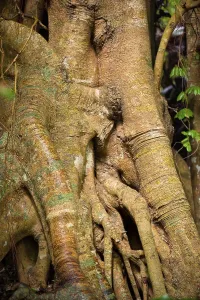Strangler Fig Roots Prints: Tree root with strangler fig in detail