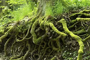 Thuringia Nature Photography Prints: Tree roots overgrown with moss, Thuringia, Germany