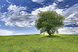 European Deciduous Forest Prints: Tree on spring meadow