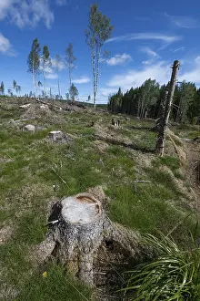 Scandinavian Forest Landscape Prints: Tree stump, cleared forest area