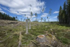 Tree Stump In Woods Prints: Tree stump, cleared forest area