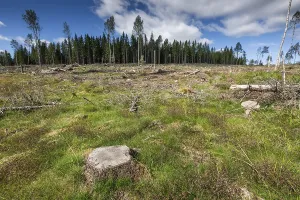 Swedish Countryside Scenery Prints: Tree stump, cleared forest area