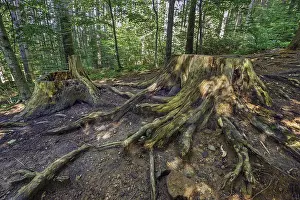 Central Europe Travel Destinations Prints: Tree stumps on the stony path to the Teufelskuche (Devil's Kitchen)