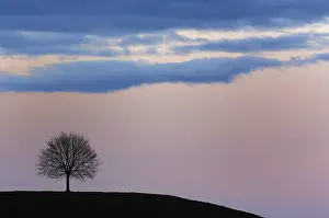 Morning Sunrise Scene Prints: Tree at sunset