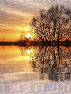Atmospheric Evening Light Shot Prints: Tree at sunset