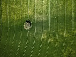Green Fields Europe Prints: Tree surrounded by green fields with aerial line patterns