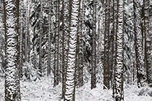 Coniferous Forest Prints: Tree, trees, coniferous forest