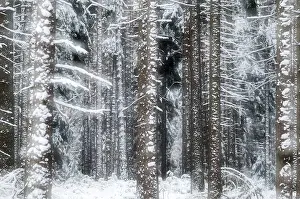 Coniferous Forest Prints: Tree, trees, coniferous forest
