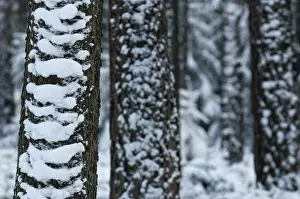 Coniferous Forest Prints: Tree, trees, coniferous forest
