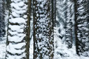 Coniferous Forest Prints: Tree, trees, coniferous forest