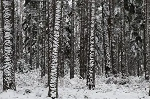 Coniferous Forest Prints: Tree, trees, coniferous forest