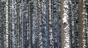 Coniferous Forest Prints: Tree, trees, coniferous forest