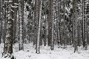 Coniferous Forest Prints: Tree, trees, coniferous forest