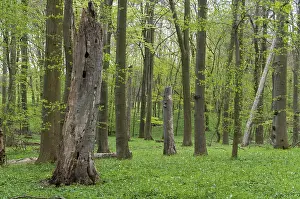 Deciduous Forest Prints: Tree, trees, deadwood, spring, cave tree