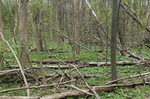 Deciduous Forest Prints: Tree, trees, deadwood, spring, deciduous forest