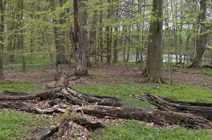 Deciduous Forest Prints: Tree, trees, deadwood, spring, deciduous forest