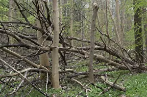 Deciduous Forest Prints: Tree, trees, deadwood, spring, deciduous forest