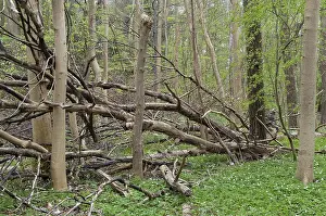 Deciduous Forest Prints: Tree, trees, deadwood, spring, deciduous forest