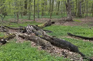 Deciduous Tree Photography Prints: Tree, trees, deadwood, spring, deciduous forest