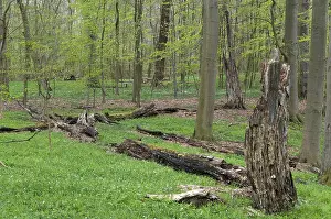 Deciduous Forest Prints: Tree, trees, deadwood, spring, deciduous forest