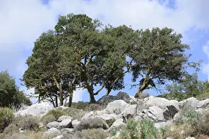 Mountainous Region Landscape Prints: Tree, trees, group of trees, landscape