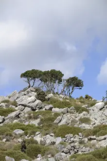 Mountain Chain Photography Prints: Tree, trees, group of trees, landscape