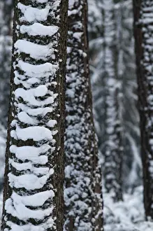 Coniferous Forest Prints: Tree, trees, high size, portrait