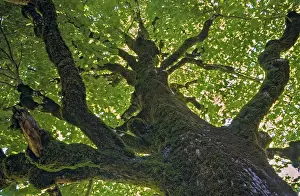 Open Air Nature Shots Prints: Tree, trees, landscape, lime tree