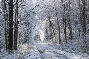 Wintry Nature Scenery Prints: Tree, trees, landscape, snow, tree