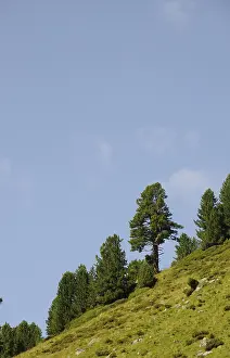 Mountain Backdrop Images Prints: Tree, trees, mountains, mountains