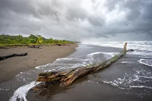 Tree Trunk On Beach Prints: Tree trunk on the beach in the surf