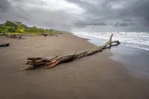 Deserted Sandy Beach Scene Prints: Tree trunk on the beach in the surf