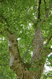 Travel Photography UK Prints: Tree trunk and branches with dense green canopy in the background