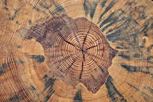 Tree Trunk Cross Section Prints: Tree trunk, cross section