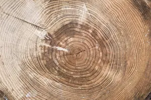 Deserted Tree Profile Prints: A tree trunk cut with chainsaw