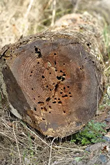 Deserted Tree In Europe Prints: Tree trunk, drilled by beetles