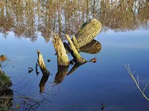 German Forest Photography Prints: Tree trunk in a forest lake, reflection