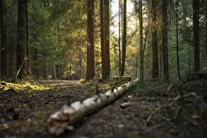 Schwarzwald Deserted Landscape Prints: Tree trunk lying on the ground in the Black Forest